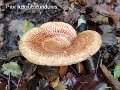 Paxillus rubicundulus-amf1386